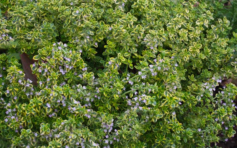Golden Lemon Thyme - Thymus Citriodorus 'Aurea') - 5 Pack Of Quart Pots 7 Golden Lemon Thyme - Thymus Citriodorus 'Aurea') - 5 Pack Of Quart Pots - Image 5