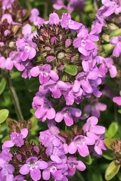 Lime Thyme (Thymus Citriodorus)- 5 Pack Of Pint Pots -Plant Discount Store thymus citriodorus lime thyme 3