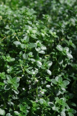 Lemon Creeping Thyme - 5 Pack Of Quart Pots 13 Lemon Creeping Thyme - 5 Pack Of Quart Pots -Plant Discount Store thymus citrriodorus lemon thyme 2