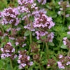 Lemon Creeping Thyme - 5 Pack Of Quart Pots