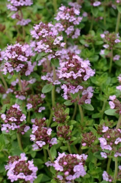 Lemon Creeping Thyme - 5 Pack Of Quart Pots