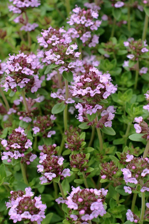 Lemon Creeping Thyme - 5 Pack Of Quart Pots 3 Lemon Creeping Thyme - 5 Pack Of Quart Pots