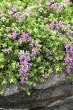 Highland Cream Creeping Thyme - 5 Pack Of Quart Pots 11 Highland Cream Creeping Thyme - 5 Pack Of Quart Pots -Plant Discount Store thymus praecox highland creeping thyme 1 1