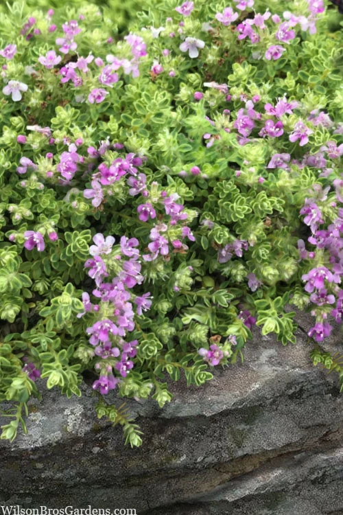 Highland Cream Creeping Thyme - 5 Pack Of Quart Pots 6 Highland Cream Creeping Thyme - 5 Pack Of Quart Pots - Image 4