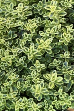 Highland Cream Creeping Thyme - 5 Pack Of Quart Pots 12 Highland Cream Creeping Thyme - 5 Pack Of Quart Pots -Plant Discount Store thymus praecox highland creeping thyme 4 1
