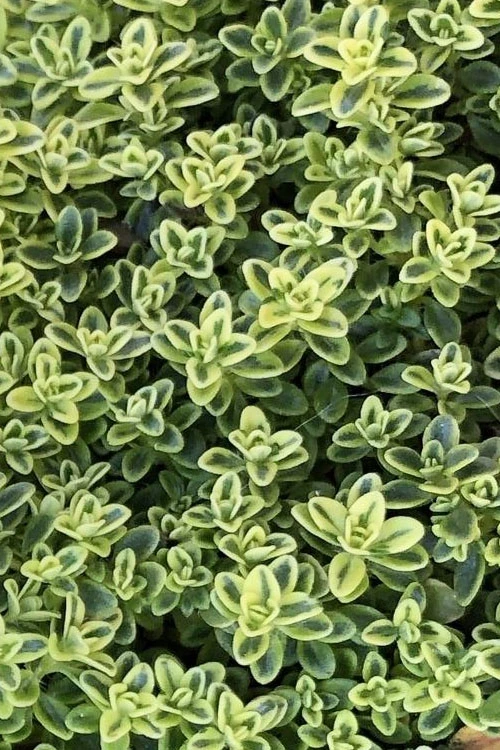 Highland Cream Creeping Thyme - 5 Pack Of Quart Pots 7 Highland Cream Creeping Thyme - 5 Pack Of Quart Pots - Image 5