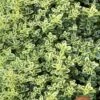 Highland Cream Creeping Thyme - 5 Pack Of Quart Pots 2 Highland Cream Creeping Thyme - 5 Pack Of Quart Pots -Plant Discount Store thymus praecox highland creeping thyme 6