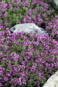 Magic Carpet Creeping Thyme (Thymus Serpyllum) - 6 Pack Of Pint Pots -Plant Discount Store thymus serpyllum magic carpet creeping thyme 2