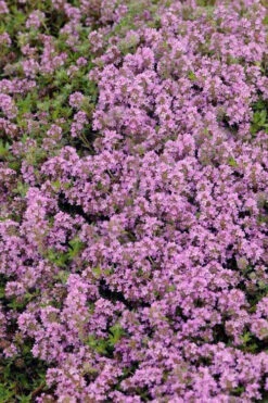 Magic Carpet Creeping Thyme (Thymus Serpyllum) - 6 Pack Of Pint Pots -Plant Discount Store thymus serpyllum magic carpet creeping thyme 7