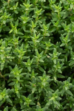 English Thyme (Thymus Vulgaris) - 6 Pack Of Pint Pots -Plant Discount Store thymus vulgaris english thyme 2
