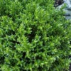 English Thyme (Thymus Vulgaris) - 6 Pack Of Pint Pots 2 English Thyme (Thymus Vulgaris) - 6 Pack Of Pint Pots -Plant Discount Store thymus vulgaris english thyme 3