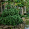Weeping Canadian Hemlock (Tsuga Canadensis 'Pendula') - 3 Gallon Pot 2 Weeping Canadian Hemlock (Tsuga Canadensis 'Pendula') - 3 Gallon Pot -Plant Discount Store tsuga canadensis pendula weeping canadian hemlock 11