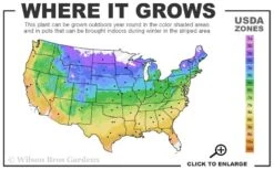 Comtesse De Bouchaud Clematis - 1 Gallon Pot -Plant Discount Store usda zone map 16