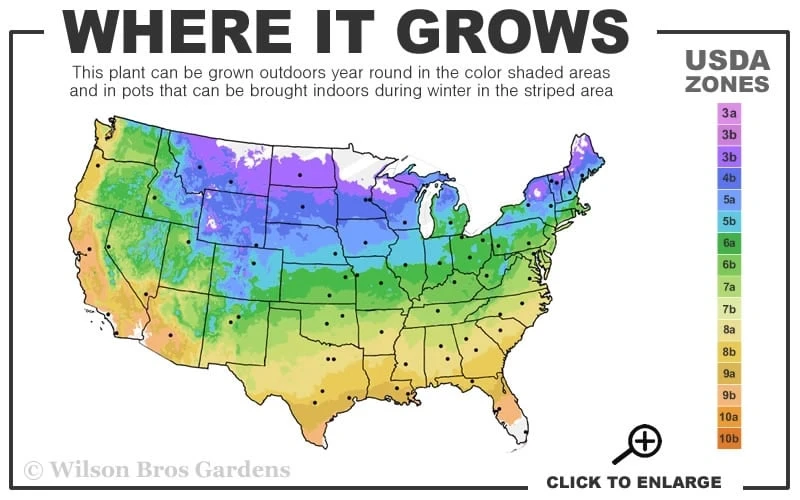 Rosemoor Clematis - 1 Gallon Pot 5 Rosemoor Clematis - 1 Gallon Pot - Image 3