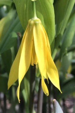 Yellow Merry Bells (Uvularia Grandiflorum) - 3-Pack Of Quart Pots -Plant Discount Store uvularia grandiflora yellow merry bellows 3
