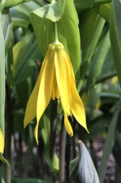 Yellow Merry Bells (Uvularia Grandiflorum) - 3-Pack Of Quart Pots -Plant Discount Store uvularia grandiflora yellow merry bellows 4