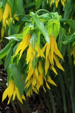 Yellow Merry Bells (Uvularia Grandiflorum) - 3-Pack Of Quart Pots -Plant Discount Store uvularia grandiflora yellow merry bellows 6