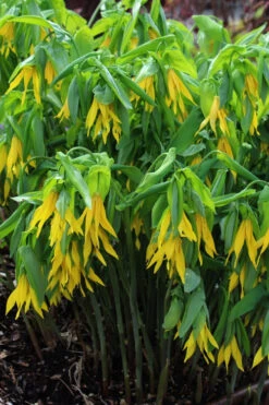 Yellow Merry Bells (Uvularia Grandiflorum) - 3-Pack Of Quart Pots -Plant Discount Store uvularia grandiflora yellow merry bellows 7