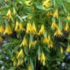 Yellow Merry Bells (Uvularia Grandiflorum) - 3-Pack Of Quart Pots 2 Yellow Merry Bells (Uvularia Grandiflorum) - 3-Pack Of Quart Pots -Plant Discount Store uvularia grandiflora yellow merry bellows 9