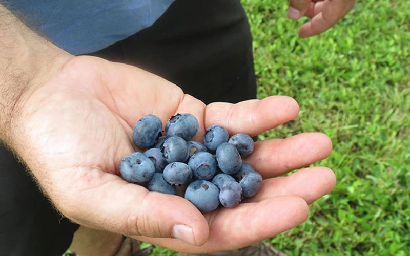 Bluebelle Rabbiteye Blueberry - 6 Pack Of 1 Gallon Pots 6 Bluebelle Rabbiteye Blueberry - 6 Pack Of 1 Gallon Pots - Image 4