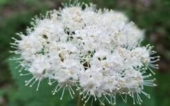 Maple Leaf Viburnum - 3 Gallon Pot -Plant Discount Store viburnum acerifolium maple leaf 15 1