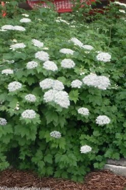 Maple Leaf Viburnum - 3 Gallon Pot -Plant Discount Store viburnum acerifolium maple leaf 16 1