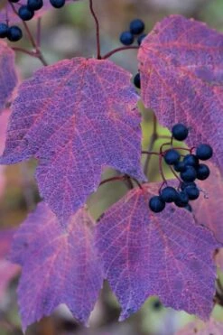 Maple Leaf Viburnum - 3 Pack Of 1.5 Quart Pots 20 Maple Leaf Viburnum - 3 Pack Of 1.5 Quart Pots -Plant Discount Store viburnum acerifolium maple leaf 3