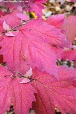 Maple Leaf Viburnum - 3 Pack Of 1.5 Quart Pots 19 Maple Leaf Viburnum - 3 Pack Of 1.5 Quart Pots -Plant Discount Store viburnum acerifolium maple leaf 8 1