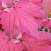 Maple Leaf Viburnum - 3 Pack Of 1.5 Quart Pots -Plant Discount Store viburnum acerifolium maple leaf 8