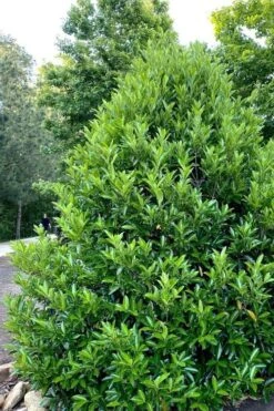 Mirror Leaf Sweet Viburnum - 7 Gallon Pot (3-4') 10 Mirror Leaf Sweet Viburnum - 7 Gallon Pot (3-4') -Plant Discount Store viburnum awabuki chindo 3