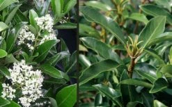 Mirror Leaf Sweet Viburnum - 1 Gallon Pot -Plant Discount Store viburnum awabuki chindo 4 2