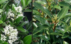 Mirror Leaf Sweet Viburnum - 3 Gallon Pot -Plant Discount Store viburnum awabuki chindo 4 4