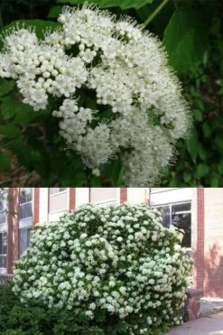 Arrowwood Viburnum - 3 Gallon Pot -Plant Discount Store viburnum dentatum arrowwood 3