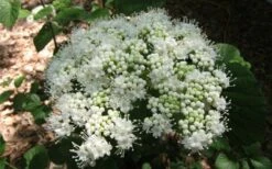 Arrowwood Viburnum - 3 Gallon Pot -Plant Discount Store viburnum dentatum arrowwood 5