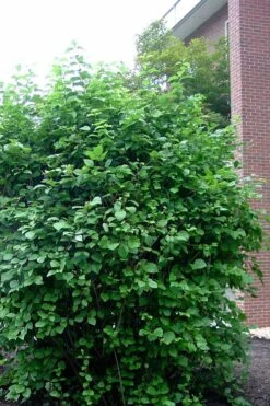 Arrowwood Viburnum - 3 Gallon Pot -Plant Discount Store viburnum dentatum arrowwood 7