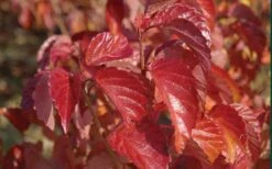 Arrowwood Viburnum - 3 Gallon Pot -Plant Discount Store viburnum dentatum arrowwood 9