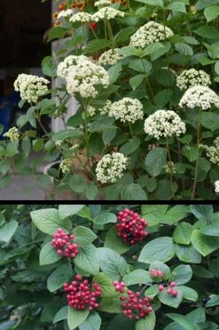 Mohican Arrowwood Viburnum - 6 Gallon Pot (4-5') -Plant Discount Store viburnum lantana mohican 4