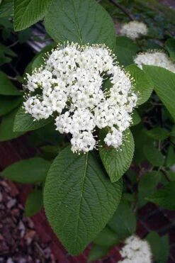 Mohican Arrowwood Viburnum - 6 Gallon Pot (4-5') -Plant Discount Store viburnum lantana mohican 5