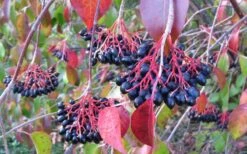 Nannyberry Viburnum - 3 Gallon Pot -Plant Discount Store viburnum lentago nannyberry 2