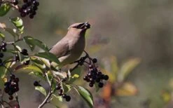 Nannyberry Viburnum - 3 Pack Of 1.5 Quart Pots 13 Nannyberry Viburnum - 3 Pack Of 1.5 Quart Pots -Plant Discount Store viburnum lentago nannyberry 5 1