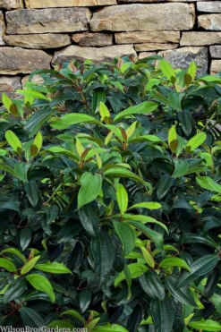 Moonlit Lace Viburnum - 7 Gallon Pot