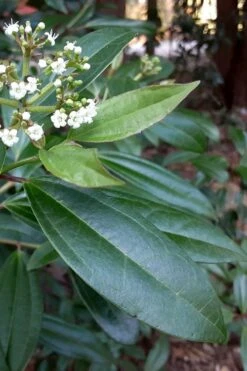 Moonlit Lace Viburnum - 3 Gallon Pot 12 Moonlit Lace Viburnum - 3 Gallon Pot -Plant Discount Store viburnum moonlit lace 5