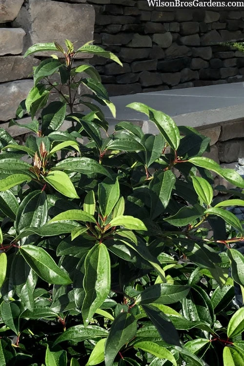 Moonlit Lace Viburnum - 1 Gallon Pot 7 Moonlit Lace Viburnum - 1 Gallon Pot - Image 5