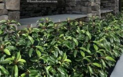 Moonlit Lace Viburnum - 3 Gallon Pot 11 Moonlit Lace Viburnum - 3 Gallon Pot -Plant Discount Store viburnum moonlit lace 9