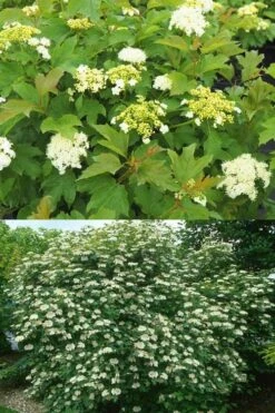 Dwarf European Cranberry Bush - 5 Gallon Pot -Plant Discount Store viburnum opulus compactum dwarf european cranberry bush 10 1