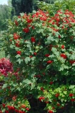 Dwarf European Cranberry Bush - 5 Gallon Pot -Plant Discount Store viburnum opulus compactum dwarf european cranberry bush 3 1