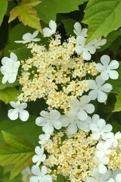Dwarf European Cranberry Bush - 5 Gallon Pot -Plant Discount Store viburnum opulus compactum dwarf european cranberry bush 4 1