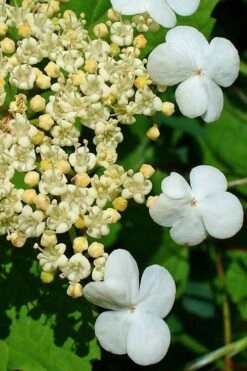 Dwarf European Cranberry Bush - 1 Gallon Pot -Plant Discount Store viburnum opulus compactum dwarf european cranberry bush 7