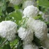 Eastern Snowball Viburnum Bush - 1 Gallon Pot -Plant Discount Store viburnum opulus sterile eastern snowball 6