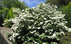 Japanese Snowball Bush (Viburnum Plicatum) - 2 Gallon Pot -Plant Discount Store viburnum plicatum japanese snowball bush flowers 15